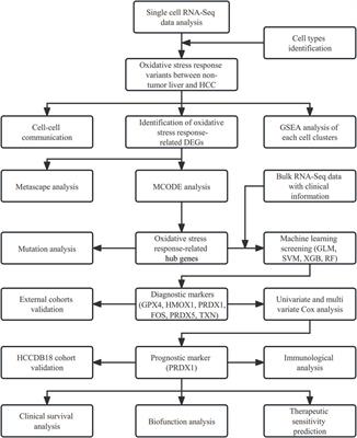 Single cell and bulk transcriptome analysis identified oxidative stress response-related features of Hepatocellular Carcinoma